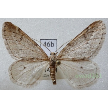 Alsophila aescularia (Denis & Schiffermüller, 1775) Czech46b